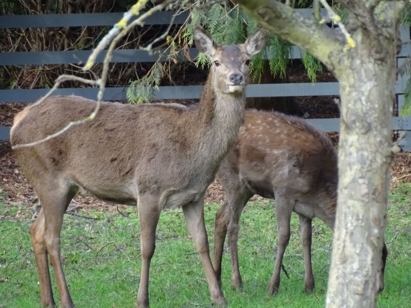 As we head into late September/October we tend to see some of the larger red deer in the area.